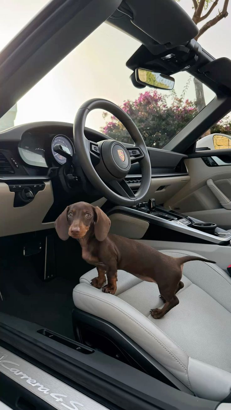 PetFriendly Detailing: Hair, Odor & Damage Control